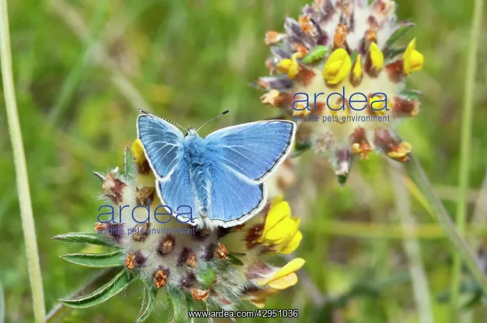 : Common Blue Butterfly - feeding on kidney vetch : Common Blue Butterfly - feeding on kidney vetch
