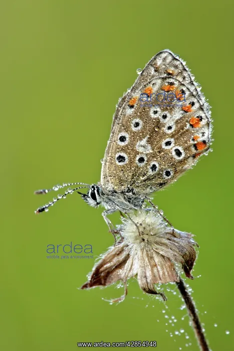 : Common Blue Butterfly - female, covered in dew : Common Blue Butterfly - female, covered in dew
