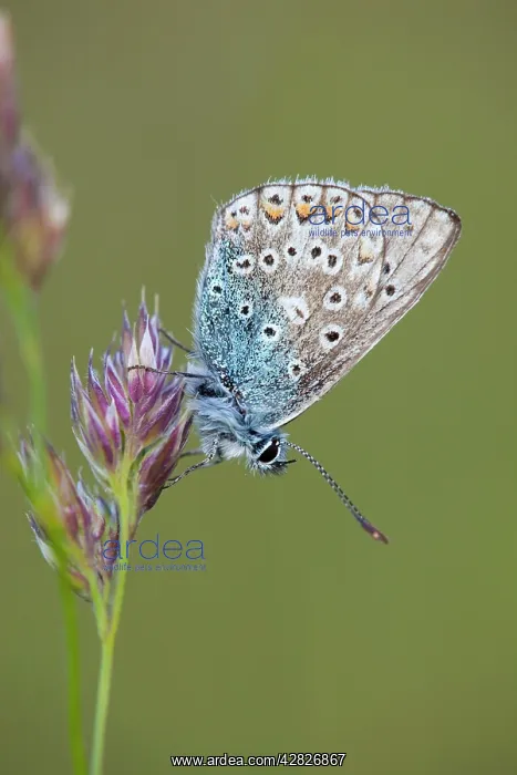 : Common Blue Butterfly - on grass : Common Blue Butterfly - on grass