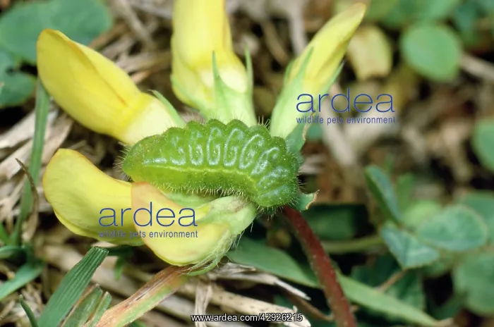 : Common Blue Butterfly - Larvae : Common Blue Butterfly - Larvae