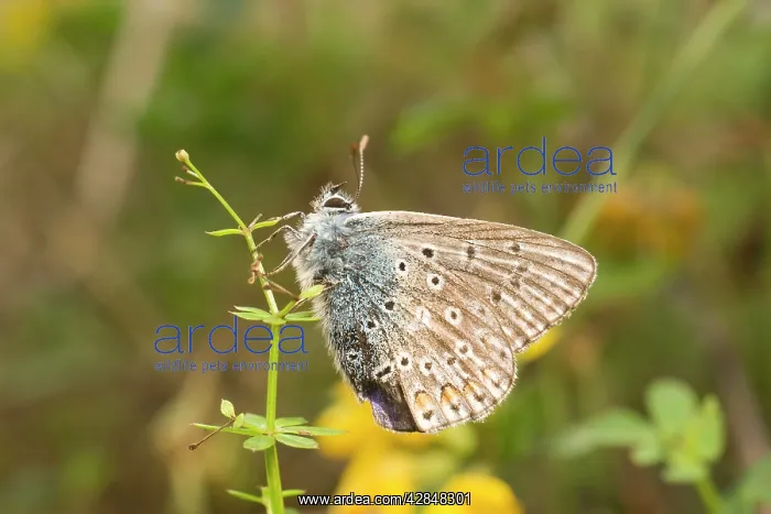 : Common Blue Butterfly. Male : Common Blue Butterfly. Male