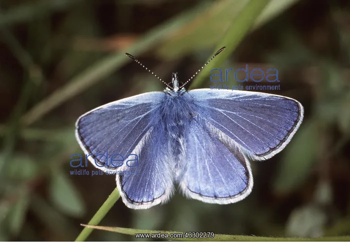 : COMMON BLUE BUTTERFLY- male : COMMON BLUE BUTTERFLY- male