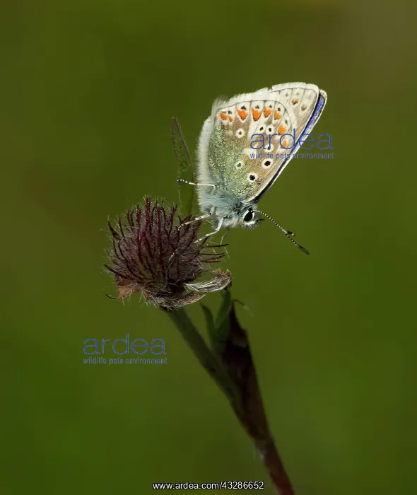 : Common Blue Butterfly - male on clover - in machair - July : Common Blue Butterfly - male on clover - in machair - July
