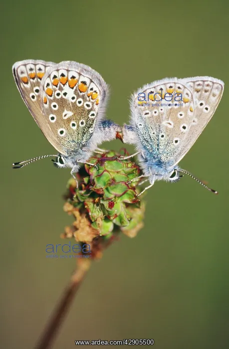 : Common Blue BUTTERFLY - male and female mating : Common Blue BUTTERFLY - male and female mating