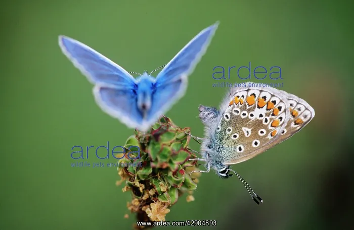: Common BLUE BUTTERFLY - Male and female, showing : Common BLUE BUTTERFLY - Male and female, showing