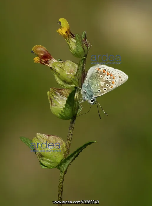 : Common Blue Butterfly - male nectaring on Yellow : Common Blue Butterfly - male nectaring on Yellow