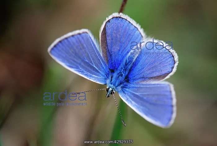 : Common Blue BUTTERFLY - male resting : Common Blue BUTTERFLY - male resting