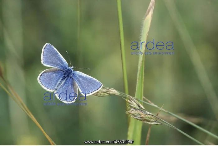  : COMMON BLUE BUTTERFLY - male resting