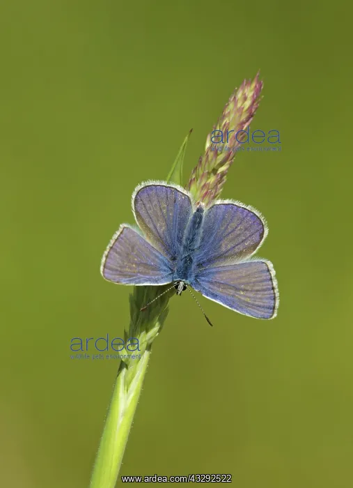 : Common Blue Butterfly - male resting on grass with : Common Blue Butterfly - male resting on grass with