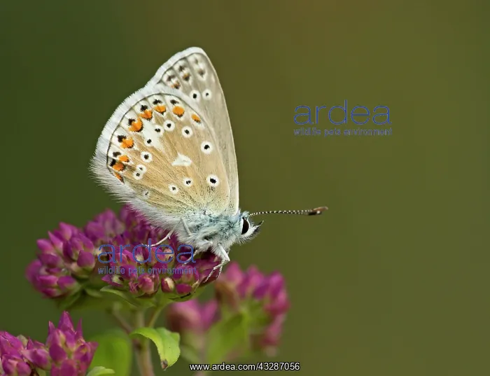 : Common Blue Butterfly - male resting on wild flower - July : Common Blue Butterfly - male resting on wild flower - July