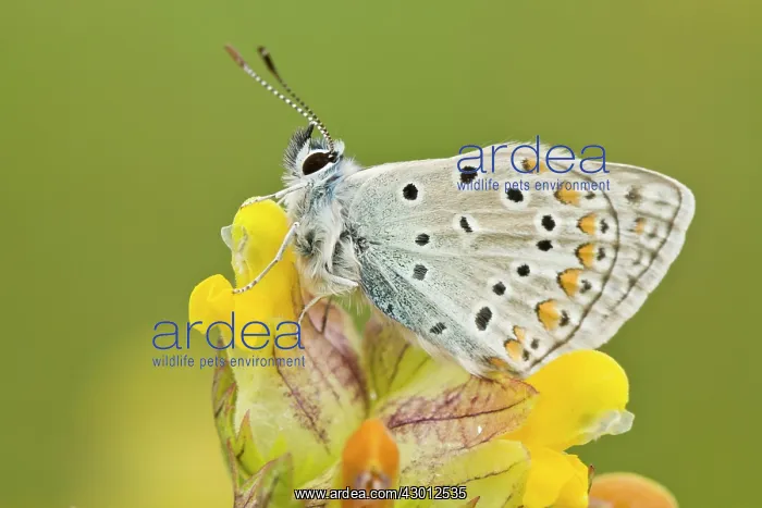 : Common Blue Butterfly perched on a yellow rattle : Common Blue Butterfly perched on a yellow rattle