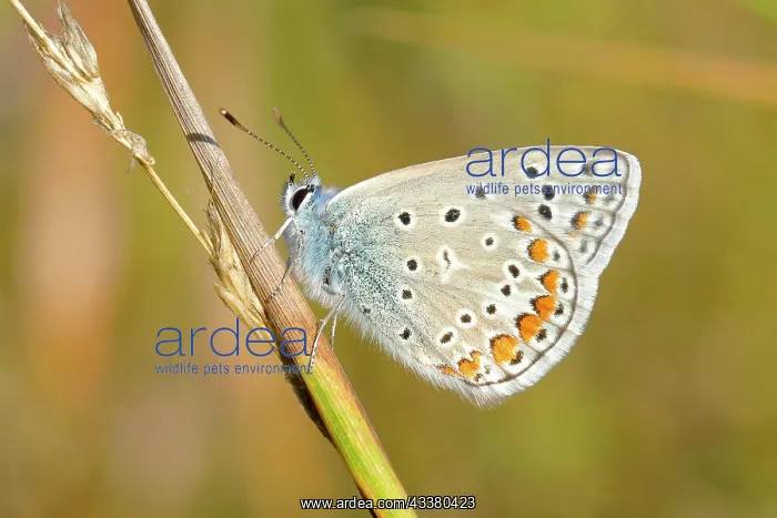 : Common blue butterfly (Polyommatus icarus), underside : Common blue butterfly (Polyommatus icarus), underside
