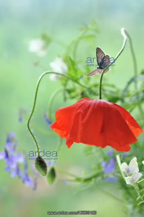  : Poppy. Common blue butterfly, Polyommatus icarus alighted with open wings