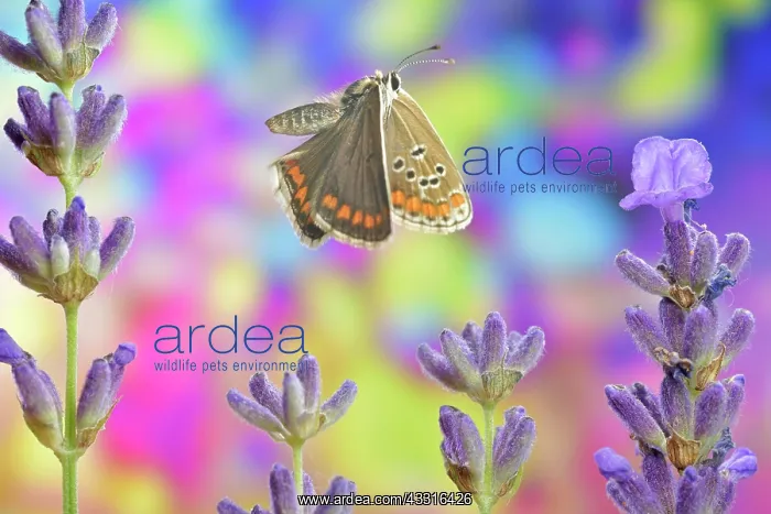: Common blue butterfly (Polyommatus icarus), female : Common blue butterfly (Polyommatus icarus), female
