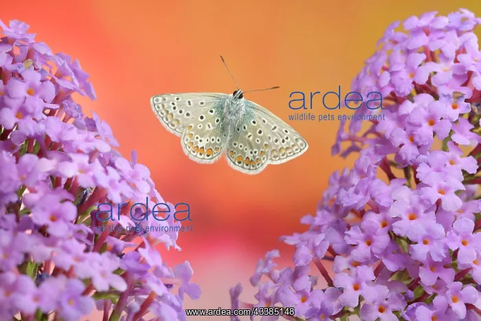 : Common blue butterfly (Polyommatus icarus), male i : Common blue butterfly (Polyommatus icarus), male i
