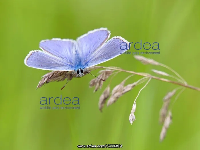 : Common blue butterfly (Polyommatus icarus), Solms : Common blue butterfly (Polyommatus icarus), Solms