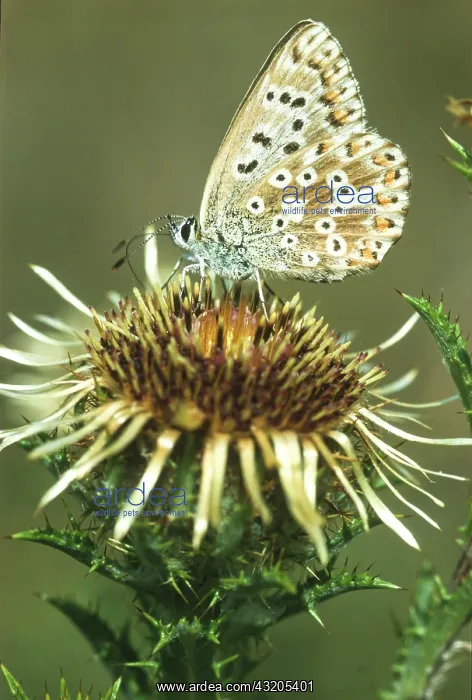 : Common blue butterfly (Polyommatus icarus) sucking : Common blue butterfly (Polyommatus icarus) sucking