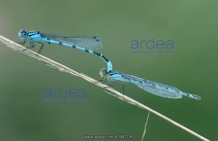 : Common blue DAMSELFLIES - male and female mating : Common blue DAMSELFLIES - male and female mating
