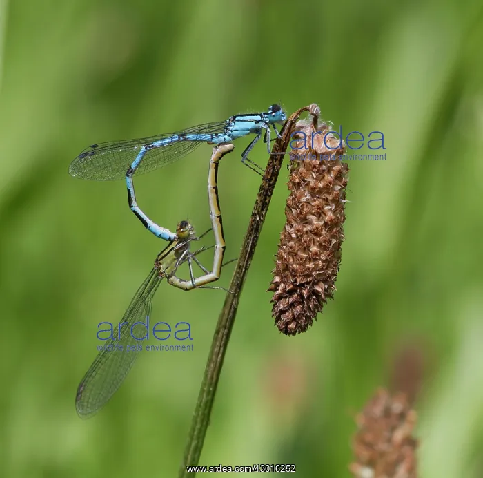 : Common Blue Damselflies male and female paired on : Common Blue Damselflies male and female paired on