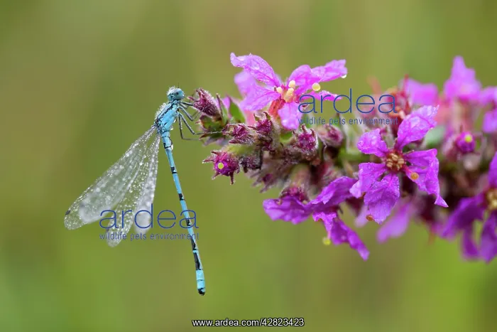  : Common Blue Damselfly