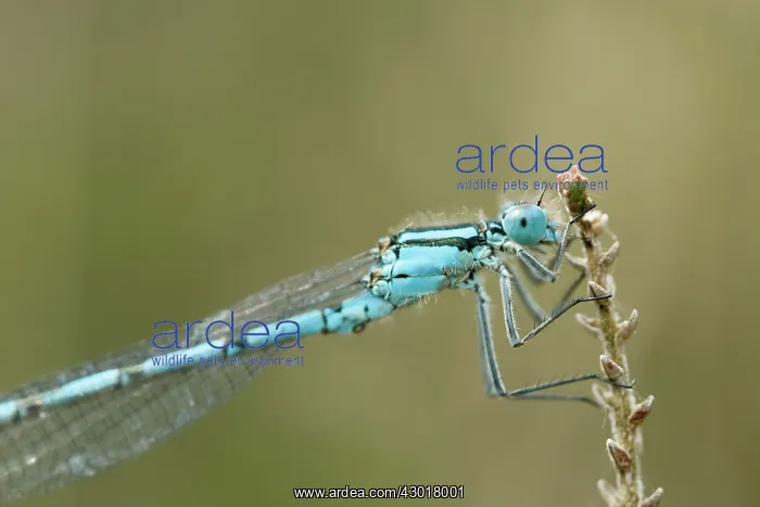 : Common Blue Damselfly / Bluet / Northern Bluet Spring : Common Blue Damselfly / Bluet / Northern Bluet Spring
