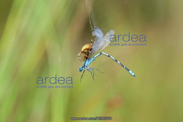 : Common Blue Damselfly - caught in web by Garden Spider : Common Blue Damselfly - caught in web by Garden Spider