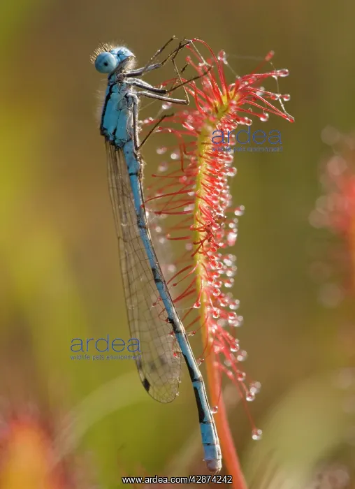 : Common blue damselfly / Common Bluet - caught on : Common blue damselfly / Common Bluet - caught on
