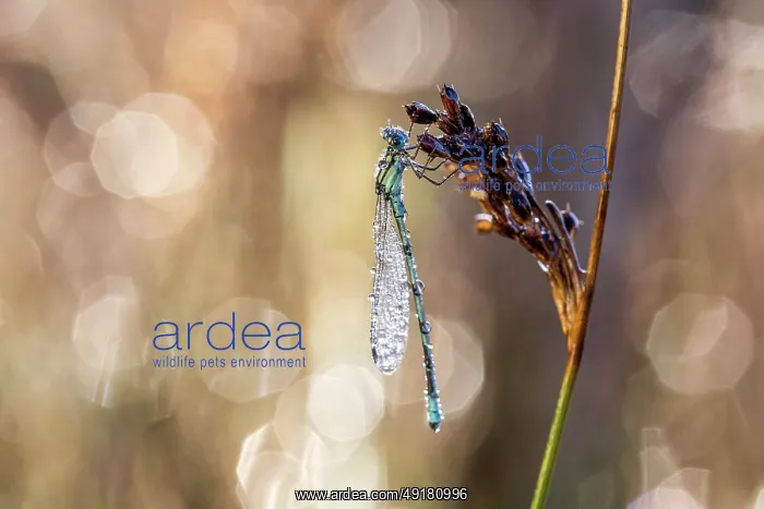 : Common Blue Damselfly - in Dew - UK : Common Blue Damselfly - in Dew - UK