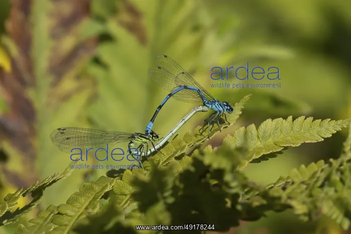 : Common blue damselfly (Enallagma cyathigerum) two adult damselflies mating on a plant leaf in summer : Common blue damselfly (Enallagma cyathigerum) two adult damselflies mating on a plant leaf in summer