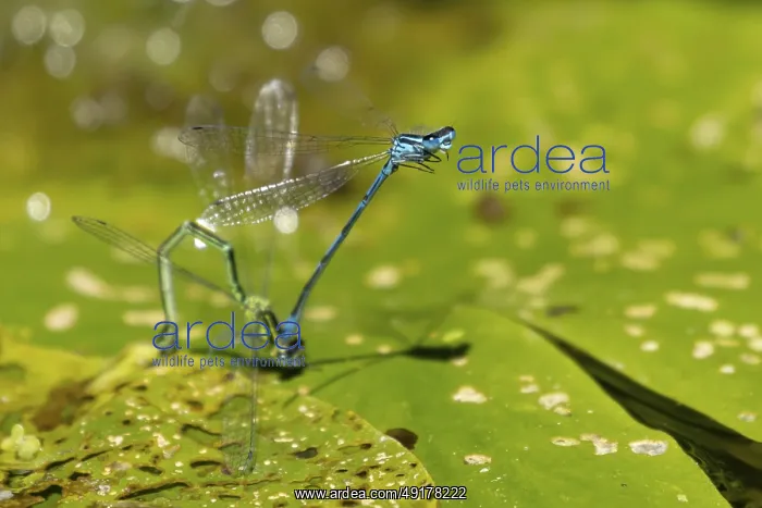: Common blue damselfly (Enallagma cyathigerum) two adult damselflies mating on a water lily leaf on a pond in summer : Common blue damselfly (Enallagma cyathigerum) two adult damselflies mating on a water lily leaf on a pond in summer