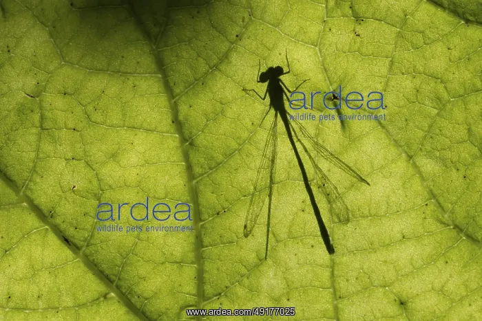  : Common blue damselfly (Enallagma cyathigerum) silhouette of an adult insect resting on a plant leaf in summer