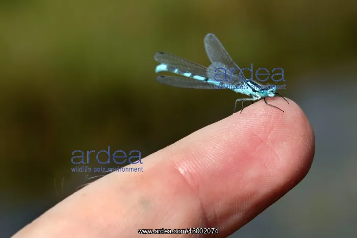 : Common Blue Damselfly male on finger - UK (Enallagma : Common Blue Damselfly male on finger - UK (Enallagma