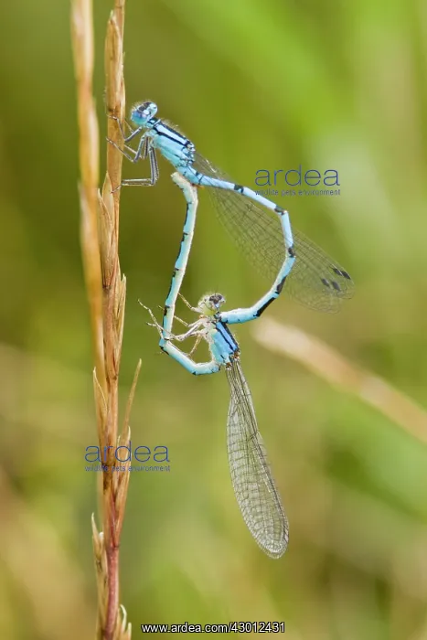 : Common Blue Damselfly pair mating on a dry grass : Common Blue Damselfly pair mating on a dry grass