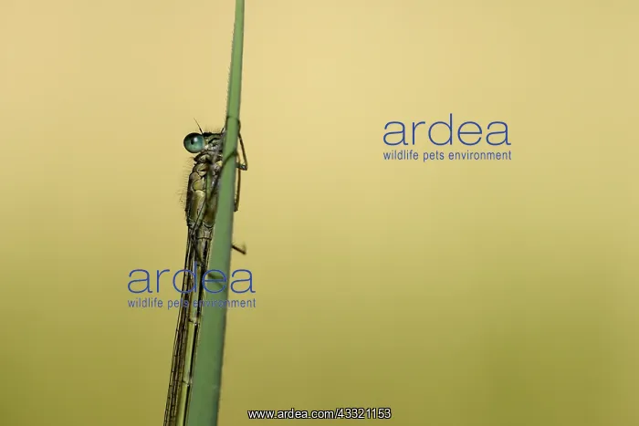 : Common Blue (Enallagma cyathigerum) : Common Blue (Enallagma cyathigerum)