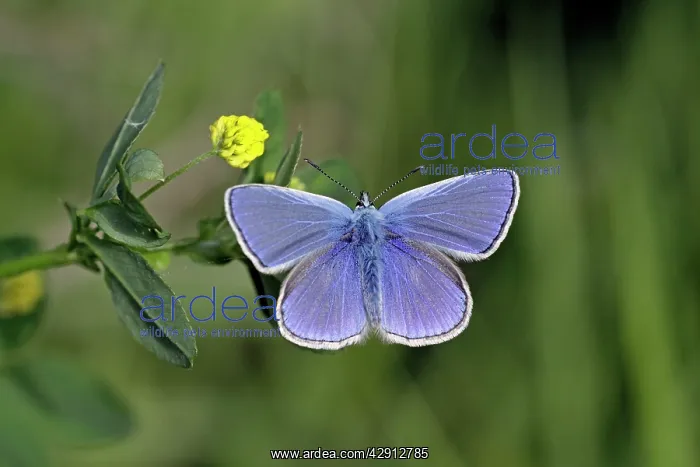 : Common Blue - feeding on Hop Trefoil (Trifolium campestre) : Common Blue - feeding on Hop Trefoil (Trifolium campestre)