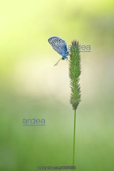 : Common Blue on grass in summer, PNR Queyras, France : Common Blue on grass in summer, PNR Queyras, France