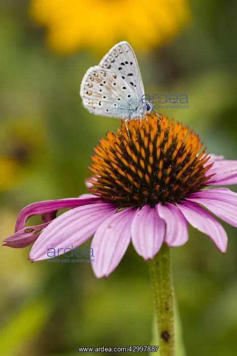 : Common Blue - male butterfly feeding on Rudbekia : Common Blue - male butterfly feeding on Rudbekia