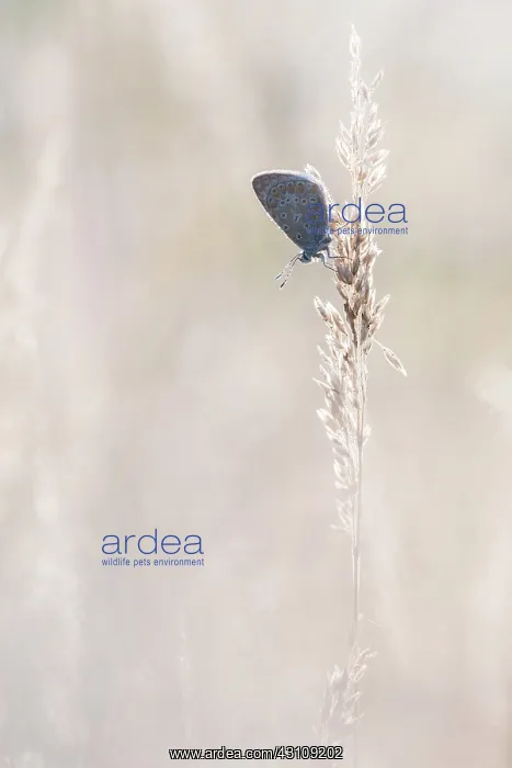 : Grass. Common Blue (Plyommatus icarus) covered in dew drops resting on grass stem : Grass. Common Blue (Plyommatus icarus) covered in dew drops resting on grass stem