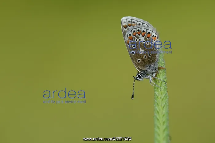 : common blue (Polyommatus icarus) : common blue (Polyommatus icarus)