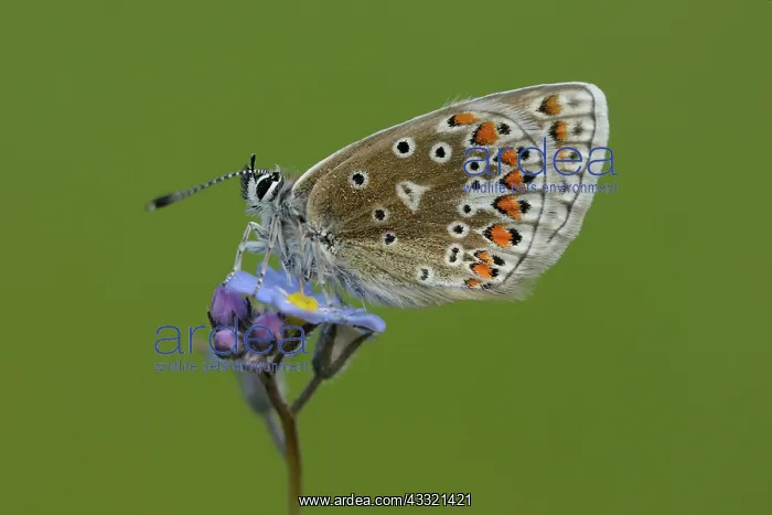 : common blue (Polyommatus icarus) : common blue (Polyommatus icarus)