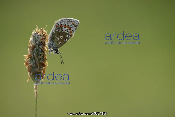 : common blue (Polyommatus icarus) : common blue (Polyommatus icarus)