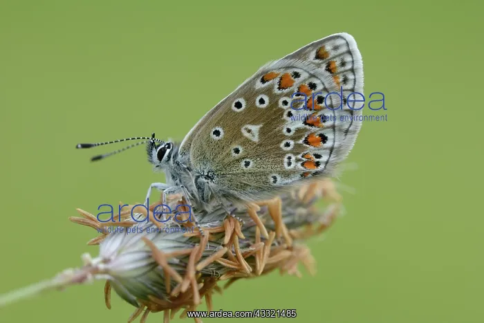 : Common Blue (Polyommatus icarus) : Common Blue (Polyommatus icarus)