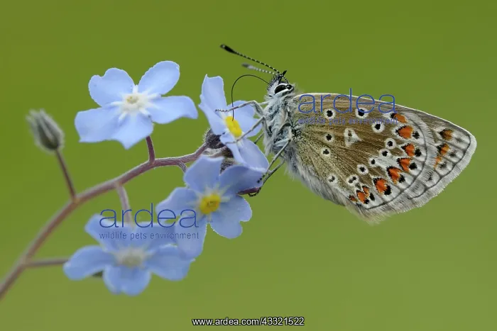 : Common Blue (Polyommatus icarus) : Common Blue (Polyommatus icarus)