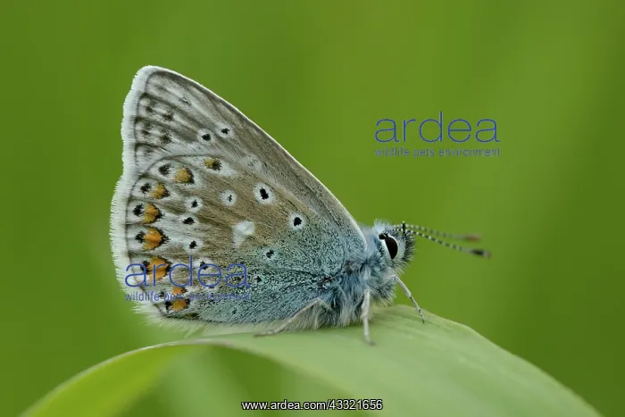 : common blue (Polyommatus icarus) : common blue (Polyommatus icarus)