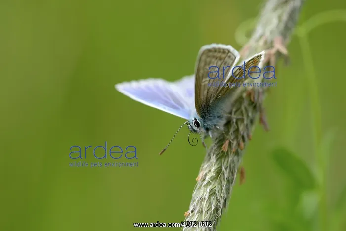 : common blue (Polyommatus icarus) : common blue (Polyommatus icarus)