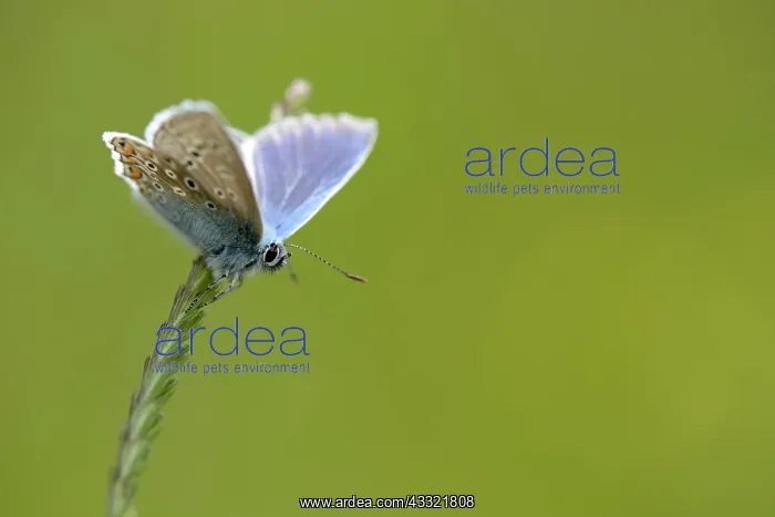 : common blue (Polyommatus icarus) : common blue (Polyommatus icarus)