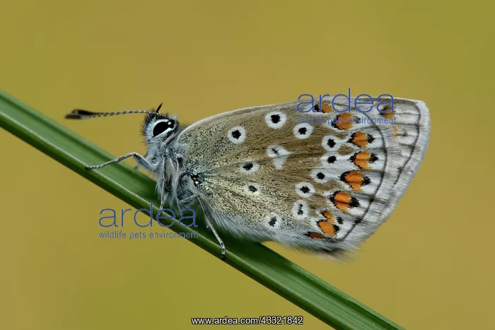 : common blue (Polyommatus icarus) : common blue (Polyommatus icarus)