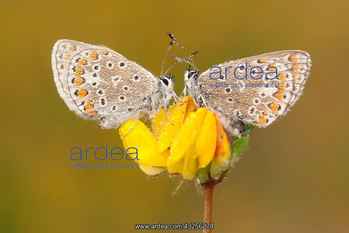 : Common blue (Polyommatus icarus) on Common bird : Common blue (Polyommatus icarus) on Common bird