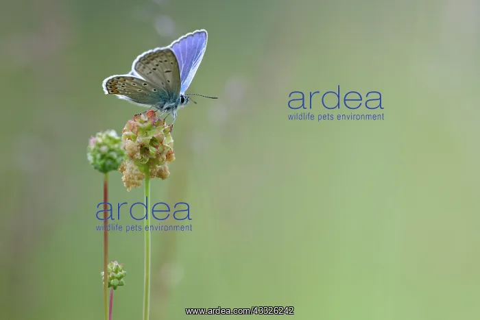 : Dock. Common Blue (Polyommatus icarus) resting on Unidentified Dock (Rumex sp), Bulgaria : Dock. Common Blue (Polyommatus icarus) resting on Unidentified Dock (Rumex sp), Bulgaria