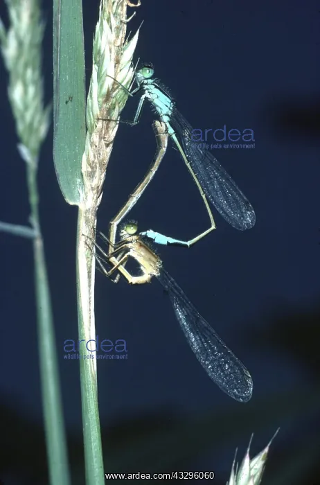 : Common / Blue-tailed Damselflies - Mating : Common / Blue-tailed Damselflies - Mating